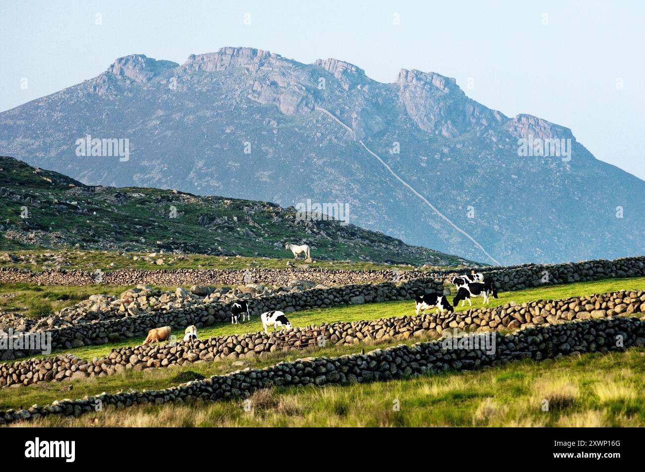 Mourne Mountains, County Down, Irland. Typische Trockenmauern unterhalb des zerklüfteten Gipfels von Slieve Binnian. Pferde und Kühe weiden Stockfoto