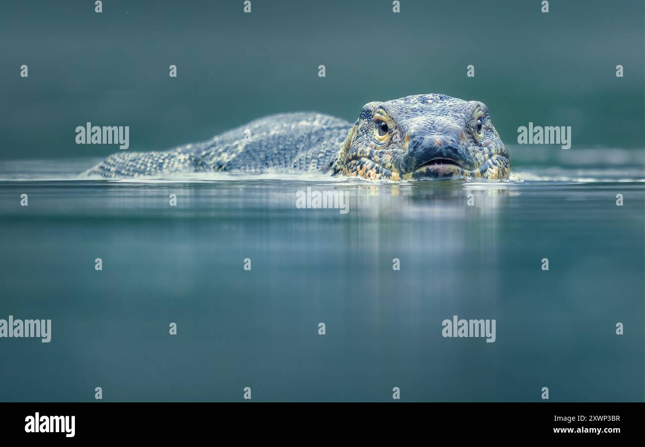 Nahaufnahme eines asiatischen Wassermonitors (Varanus salvator), der in einem See in Thailand schwimmt Stockfoto