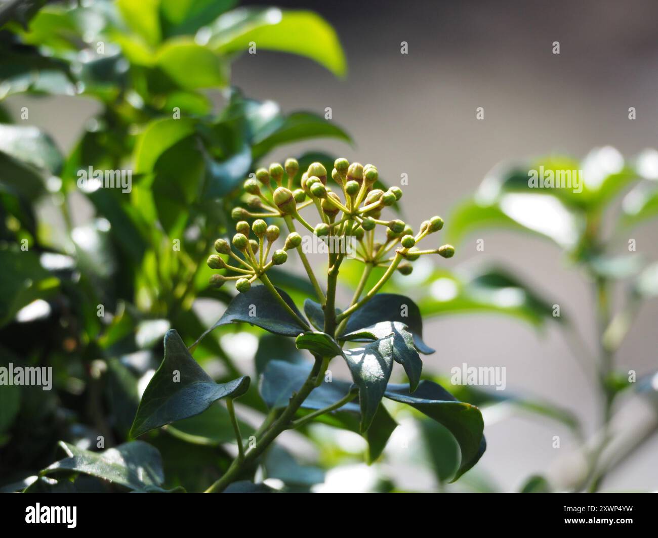 Japanische Efeu (Hedera rhombea) Plantae Stockfotografie - Alamy