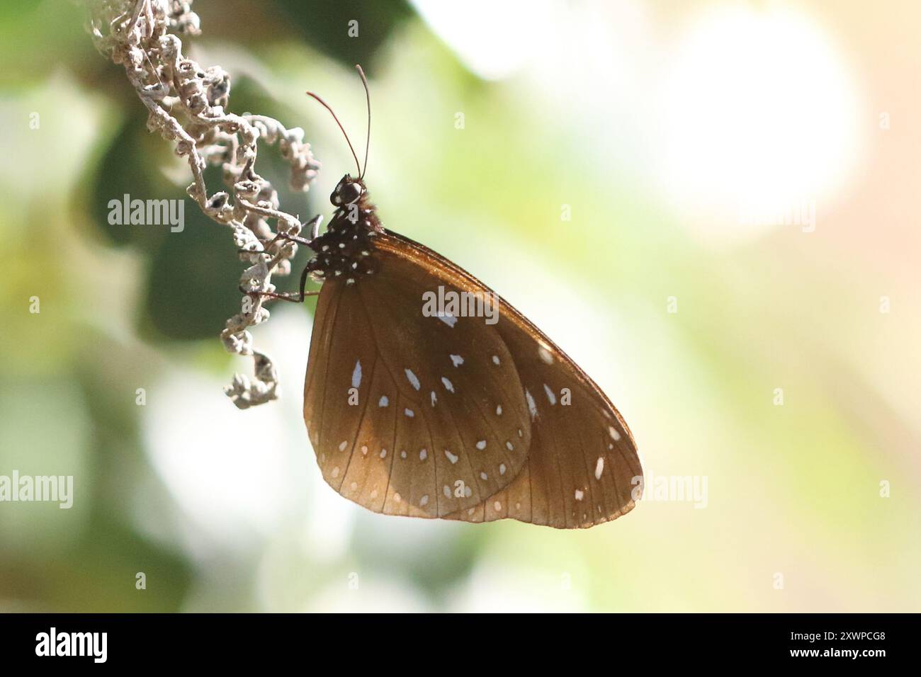 (Euploea lewinii) Insecta Stockfoto