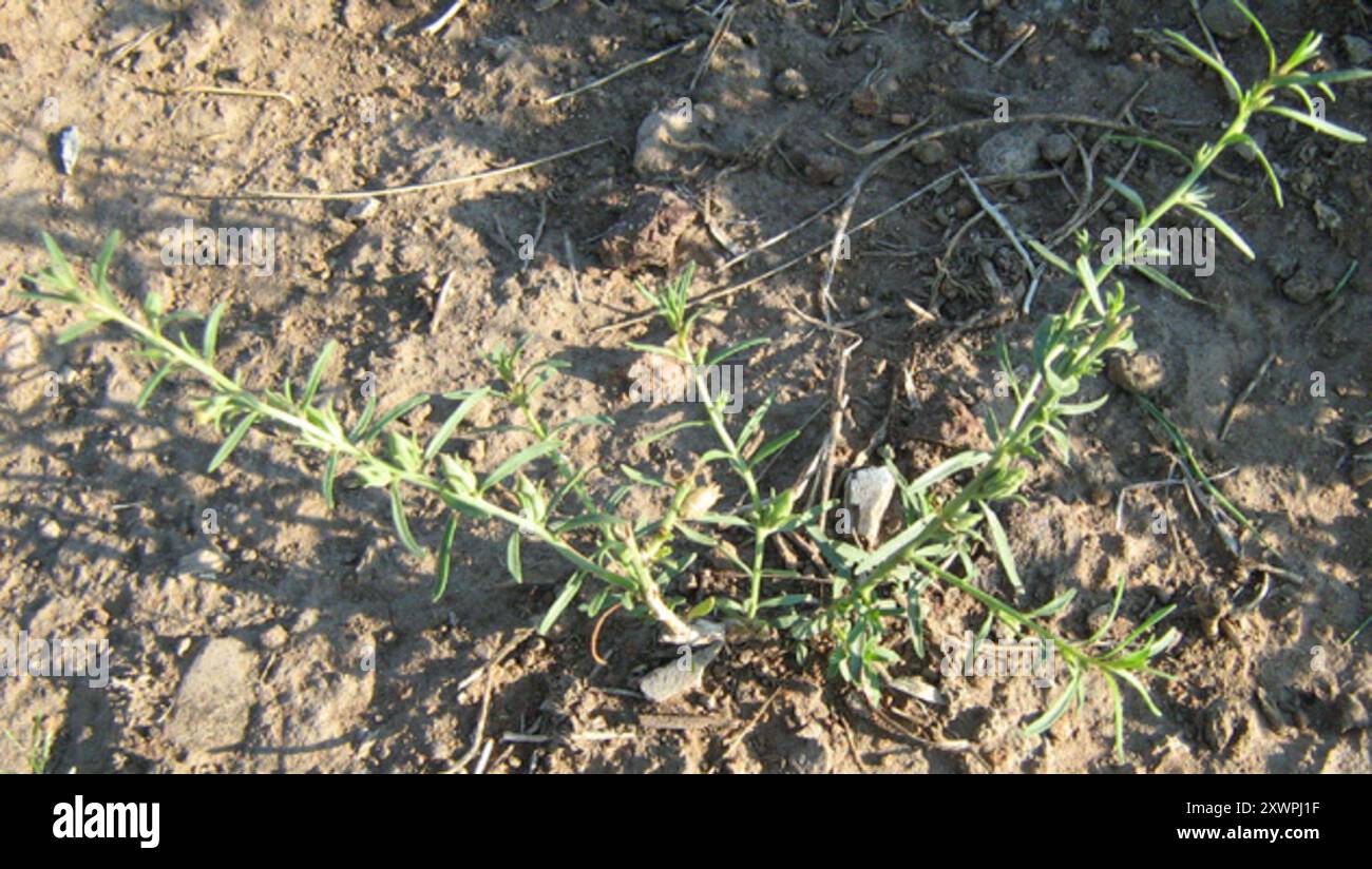 Veld Violet (Peliostomum leucorrhizum) Plantae Stockfoto