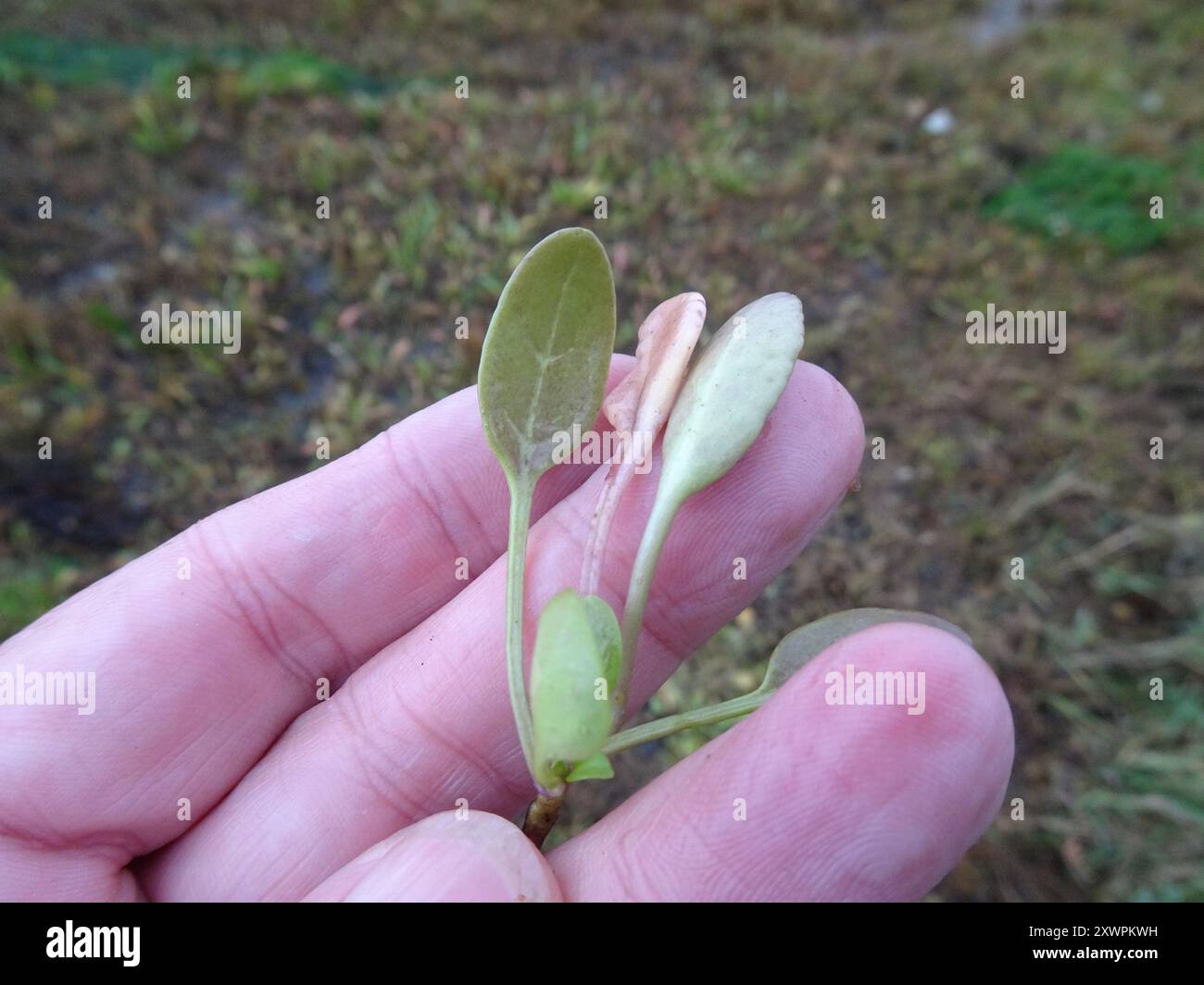 Englisch Scurvygrass (Cochlearia anglica) Plantae Stockfoto