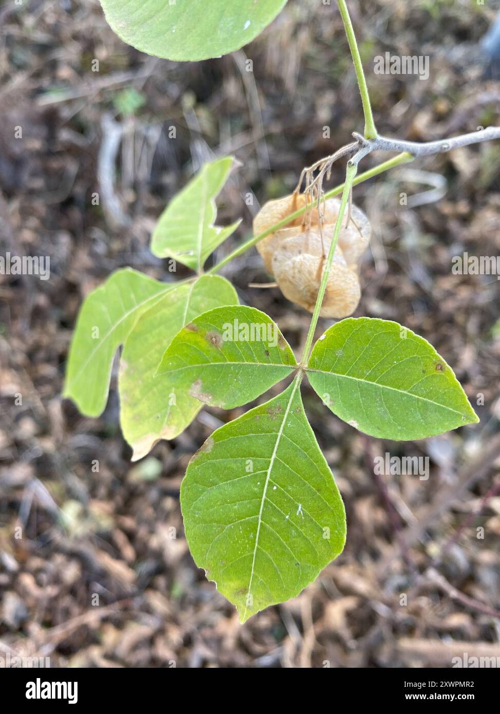 Waferasche (Ptelea trifoliata mollis) Plantae Stockfoto