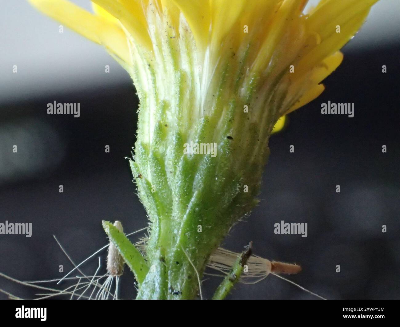 Falsche yellowhead (Dittrichia viscosa) Plantae Stockfoto