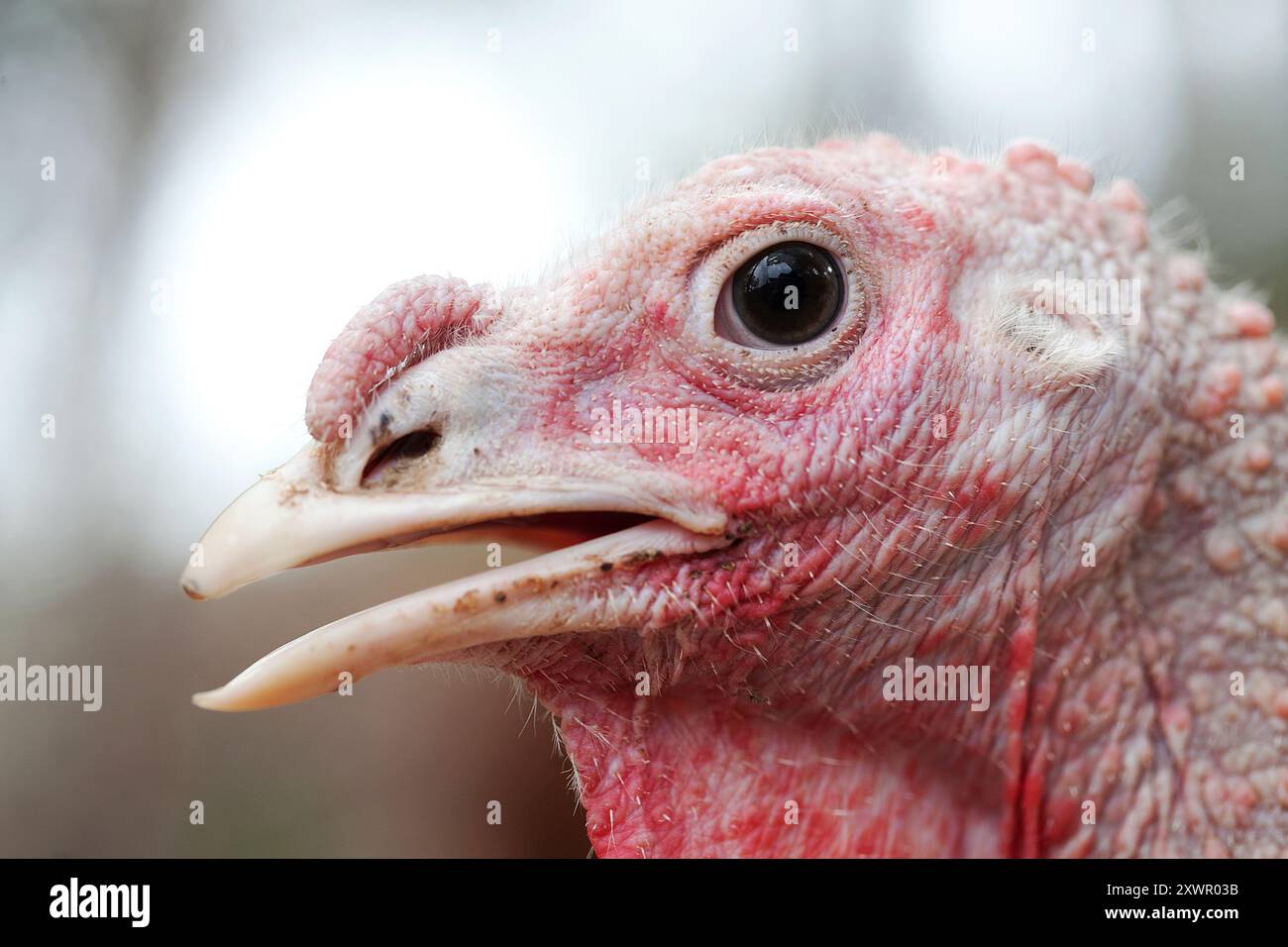 Freilandweibchen, truthahn. Stockfoto