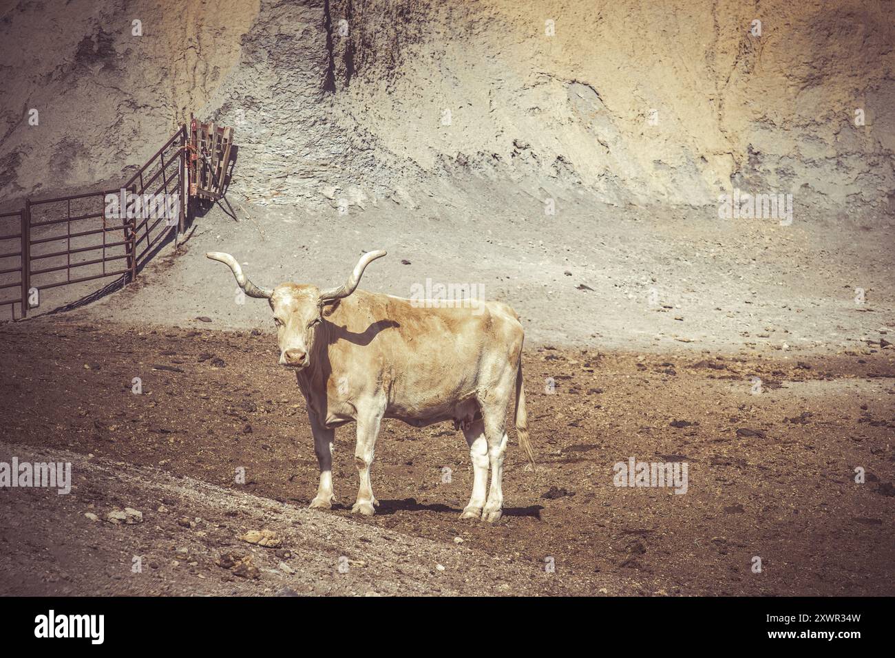 Eine süße Texas Longhorn Kuh auf einem Sandboden in Texas Stockfoto