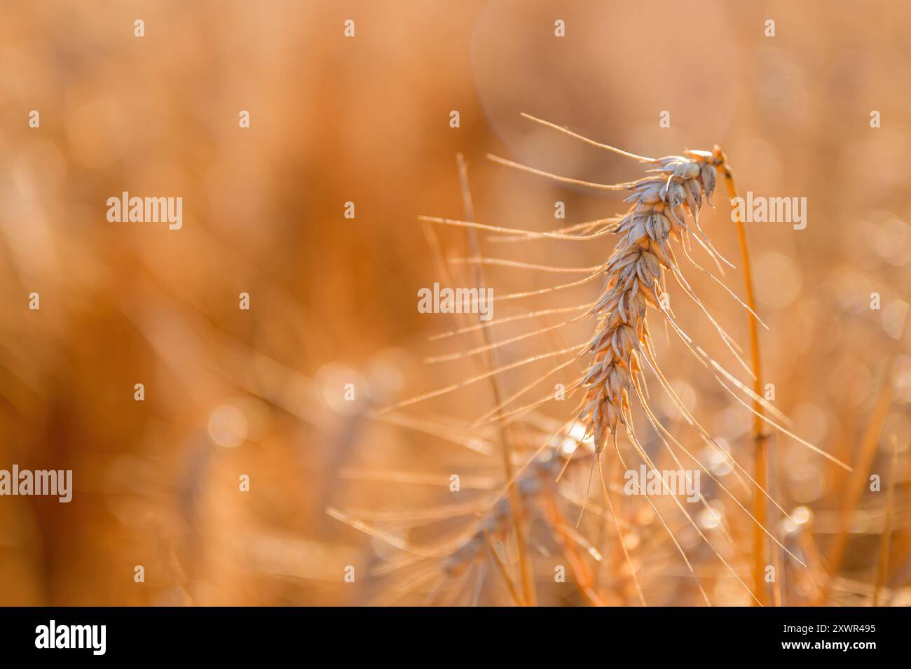 Reifes Weizenohr mit langen Vorsprüngen im Feld, selektiver Fokus Stockfoto