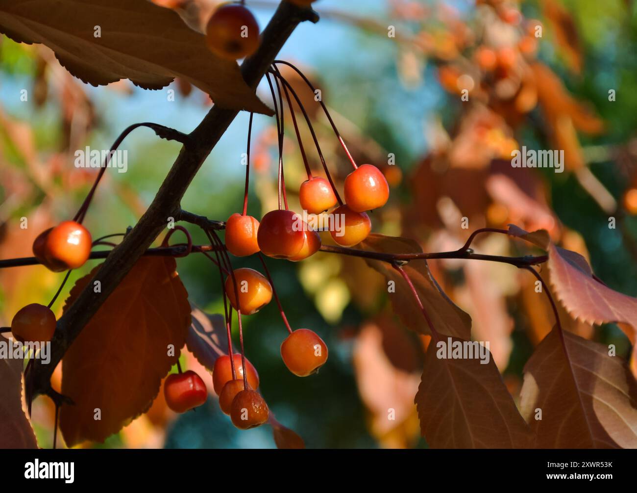 Nahaufnahme reifer Krabbenäpfel, sonnenbeleuchtet auf einem Baumzweig Stockfoto