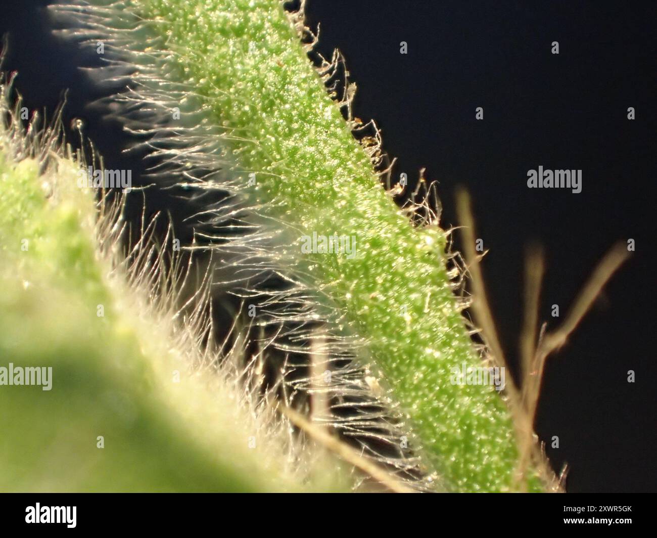 Falsche yellowhead (Dittrichia viscosa) Plantae Stockfoto