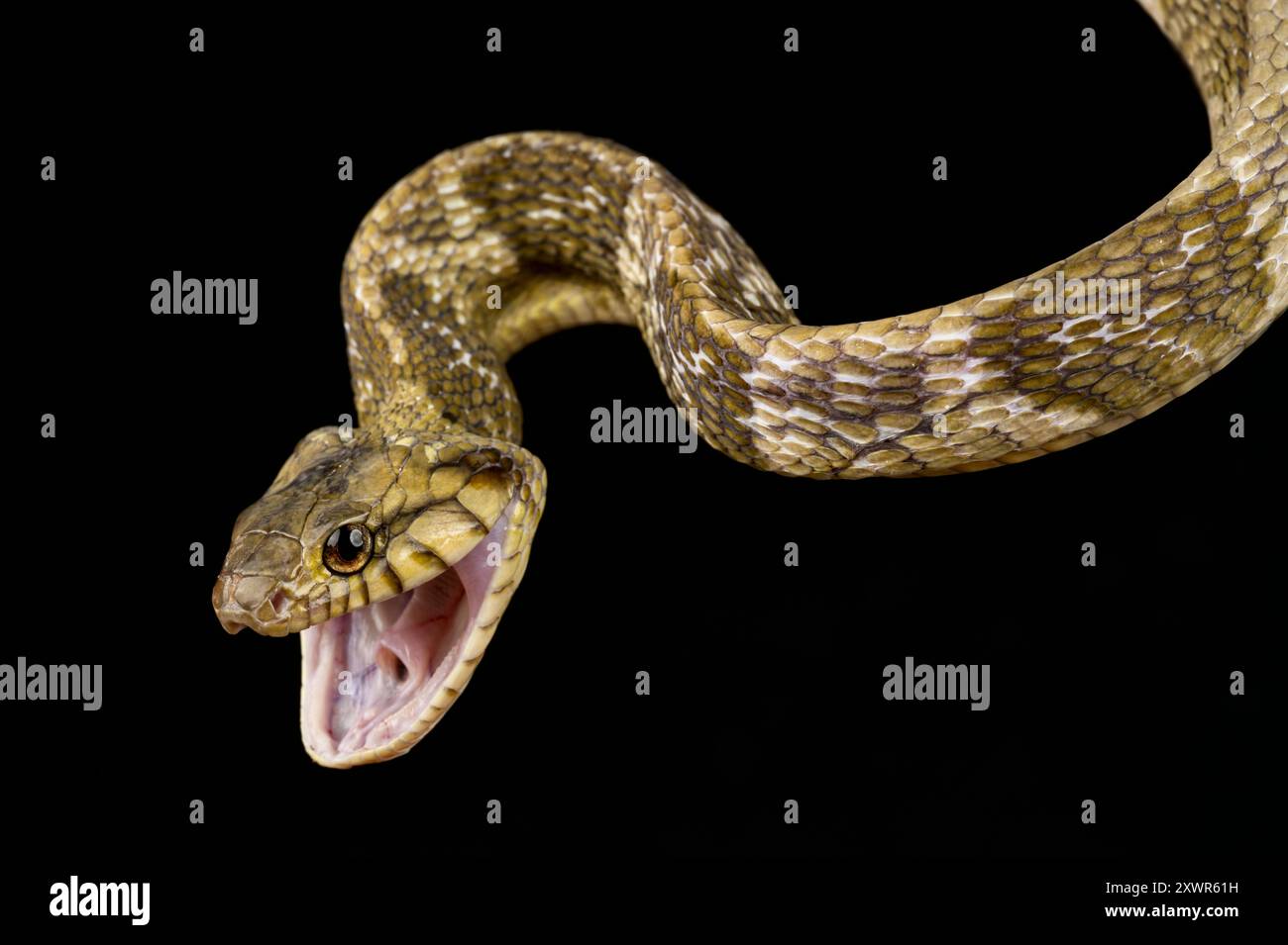 Blandings Tree Snake (Toxicodryas blandingii) Stockfoto