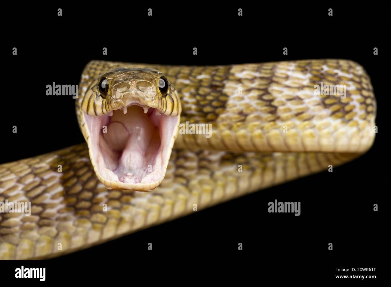 Blandings Tree Snake (Toxicodryas blandingii) Stockfoto