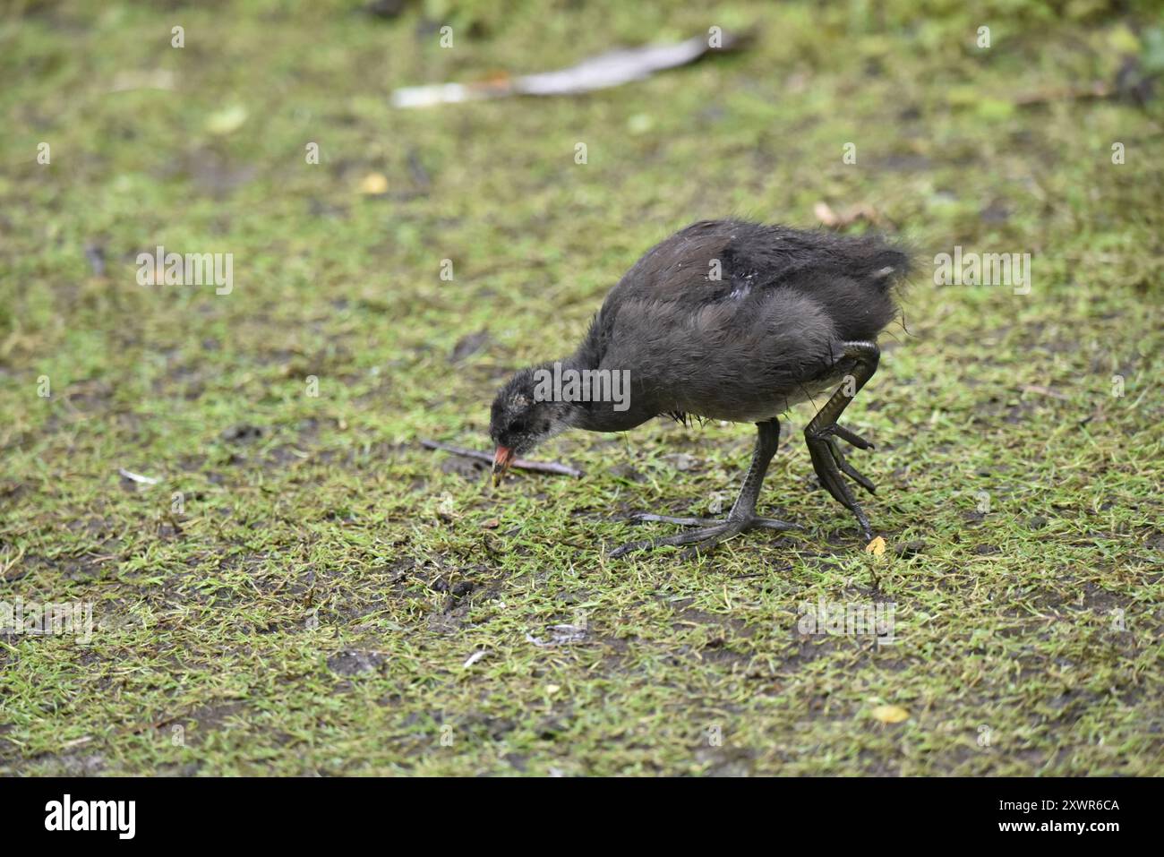 Junger gemeiner Moorhne (Gallinula Chloropus) auf der Suche nach Kurzgras im linken Profil, rechts vom Bild, aufgenommen im Sommer in Staffordshire, England, Großbritannien Stockfoto