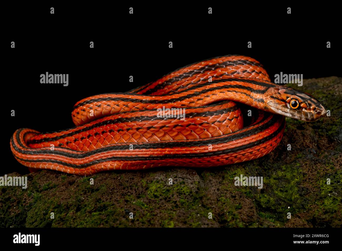 Rot-schwarz gestreifte Schlange (Bothrophthalmus lineatus) Stockfoto