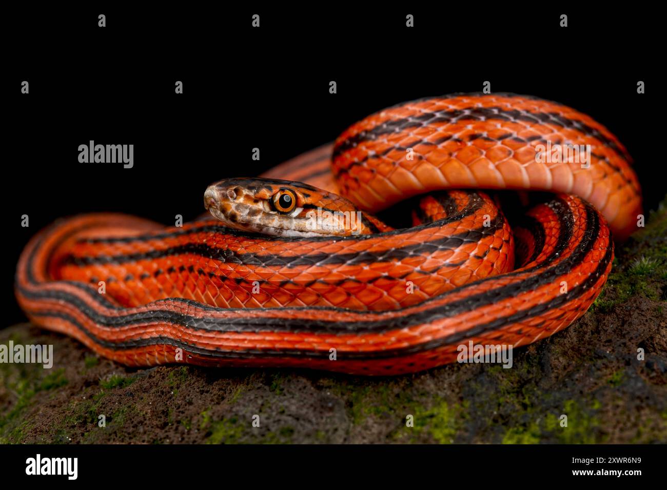 Rot-schwarz gestreifte Schlange (Bothrophthalmus lineatus) Stockfoto