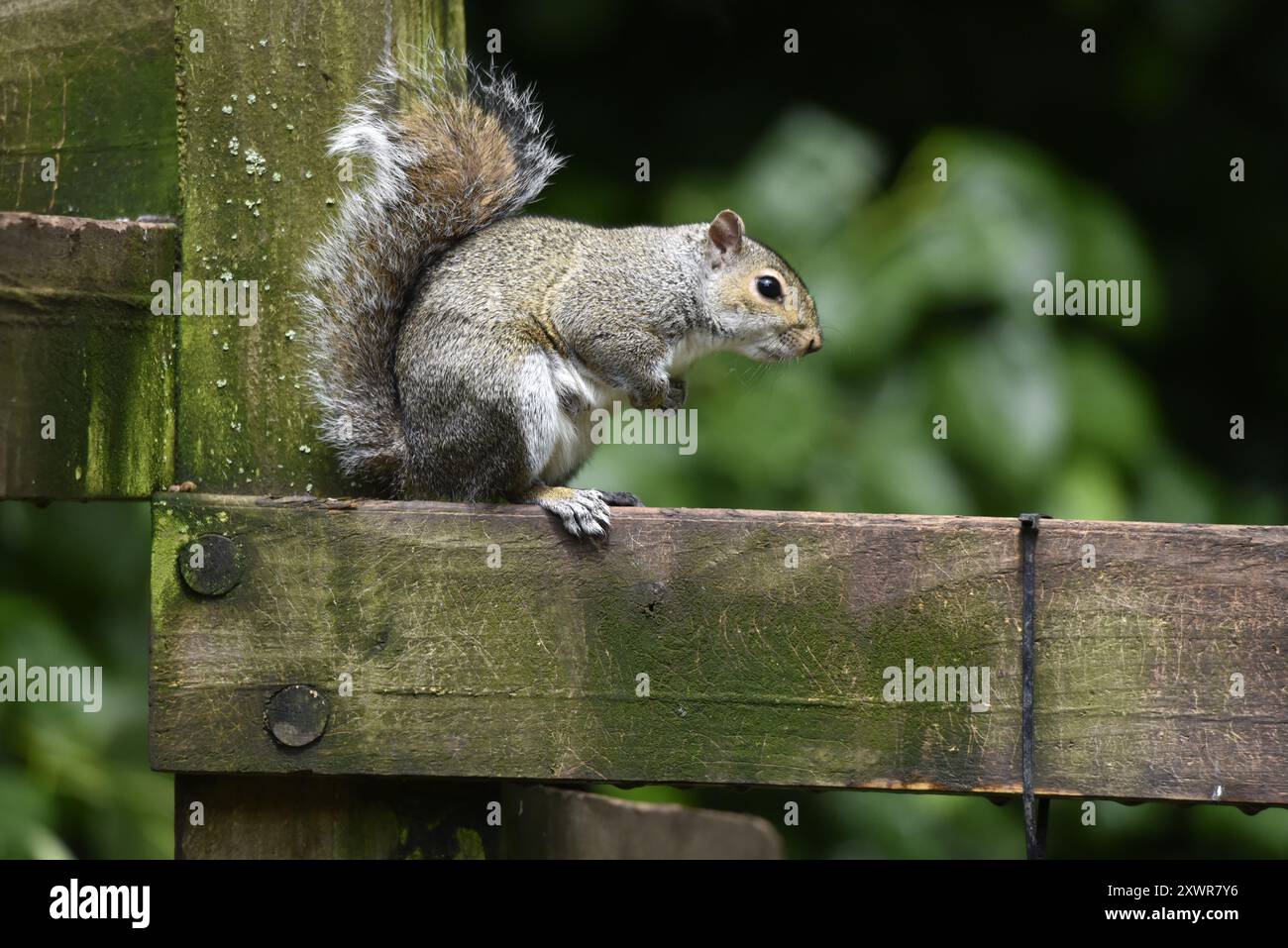 Graues Eichhörnchen (Sciurus carolinensis) im rechten Profil auf einem Holzzaun mit Schwanz gegen Holzpfosten, Vorderpfoten bis Brust, in Großbritannien Stockfoto