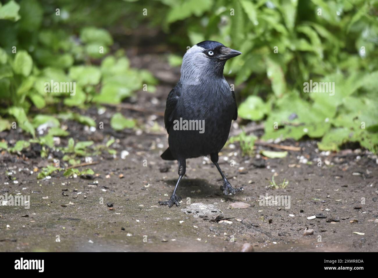 Bild eines Westernjakdaw (Corvus monedula), der auf dem Boden steht, mit dem Kopf nach rechts gerichtet, vor grünem Hintergrund, Großbritannien Stockfoto