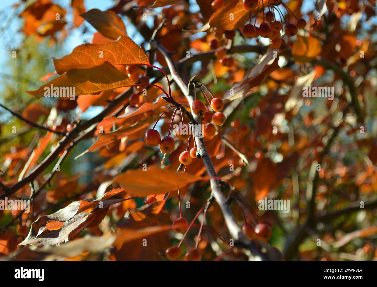 Reife Krabbenäpfel auf einem Baumzweig in Nahaufnahme Stockfoto