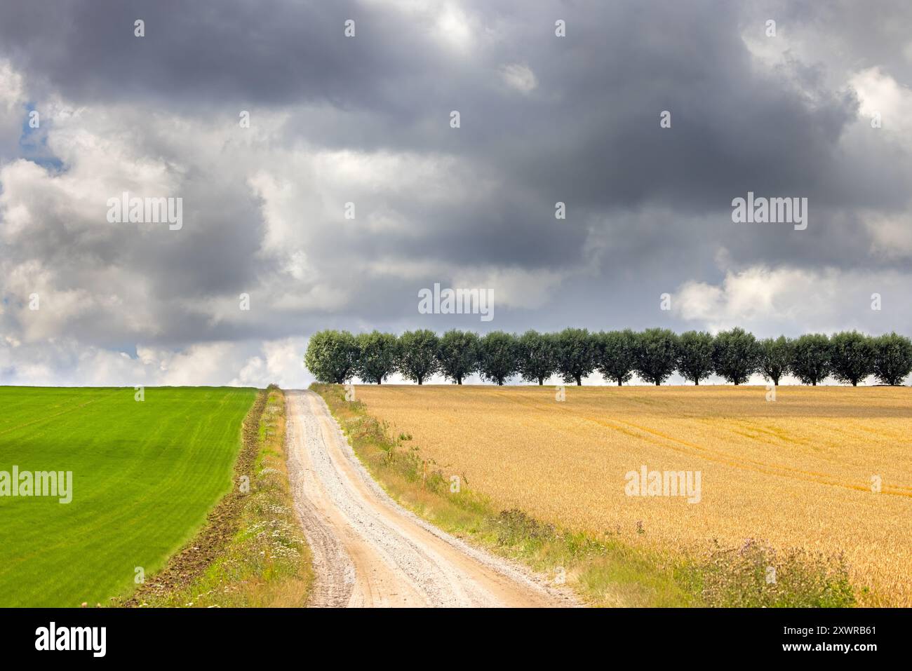 Landstraße / Feldweg und Reihe von weißen Weiden (Salix alba) Bäume entlang Weizenfeld im Sommer an einem bewölkten, regnerischen Tag Stockfoto