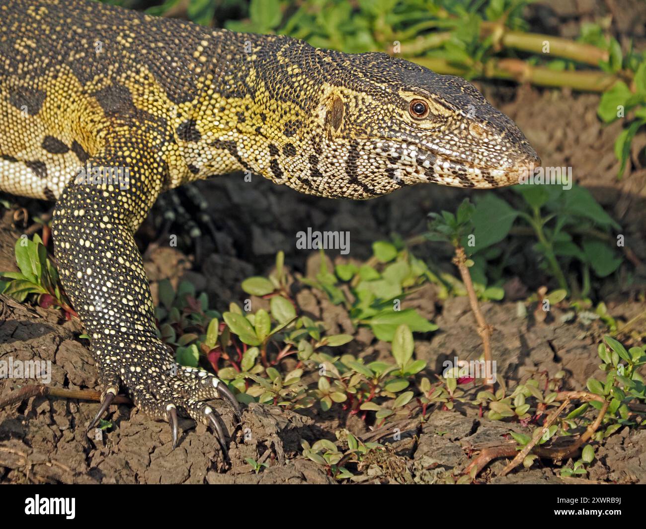 Große, schuppige Nileidechse (Varanus niloticus) mit langen scharfen Klauen am Ufer des Manze-Sees, Nyerere-Nationalpark, Tansania Stockfoto