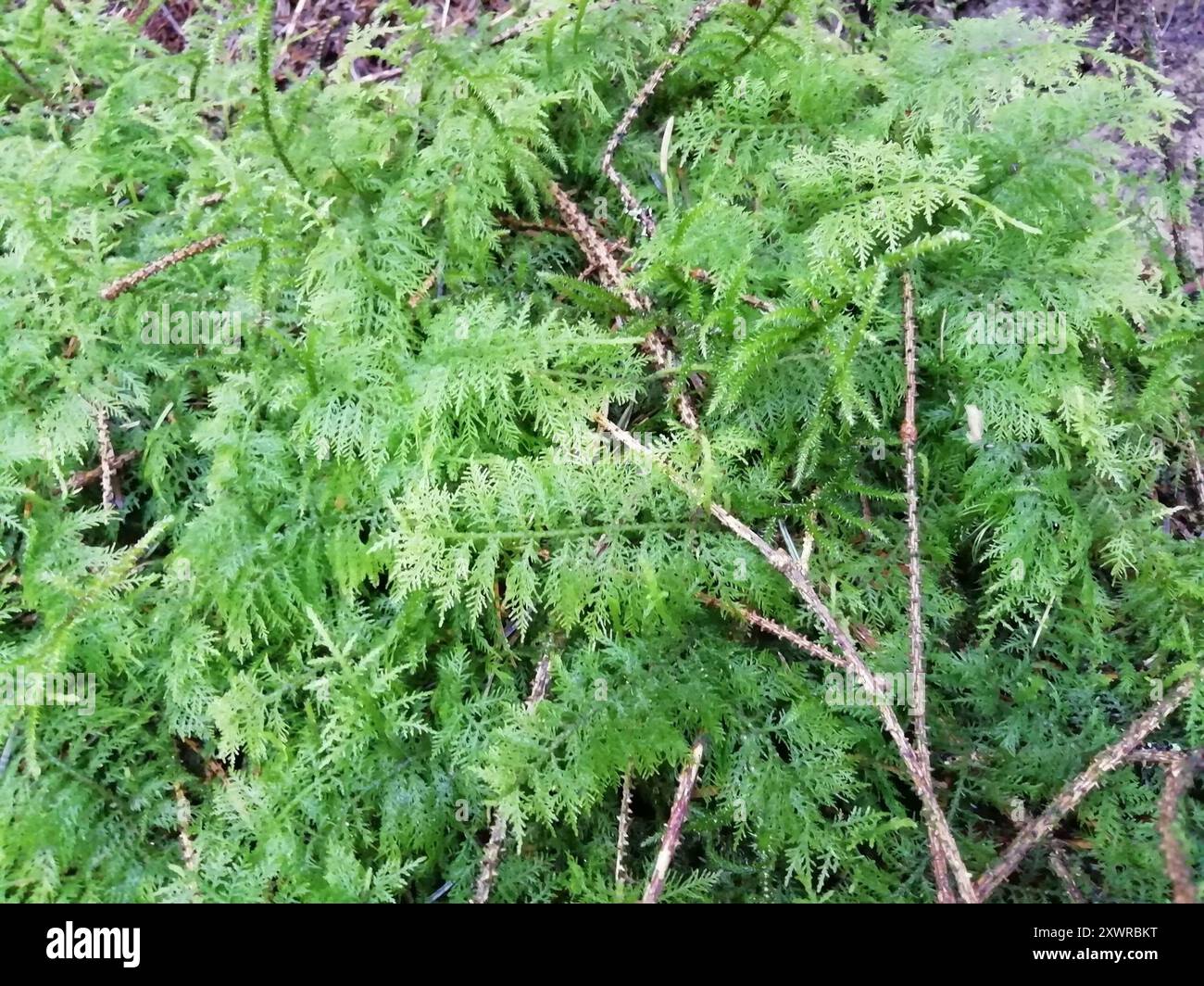 Tamariskenmoos (Thuidium tamariscinum) Plantae Stockfoto