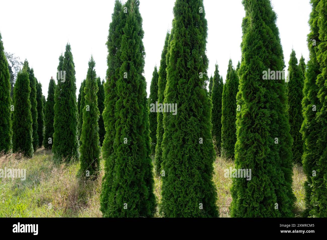 Lebensbäume (Thuja) gegen das Licht in einer Baumschule, Pflanzen Stockfoto