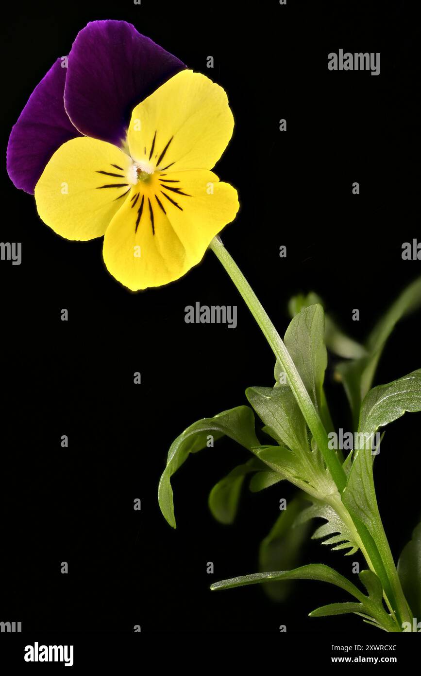 Studio-Aufnahme (Bild gestapelt) einer „violetten Flügel“-Viola-Blume vor schwarzem Hintergrund Stockfoto