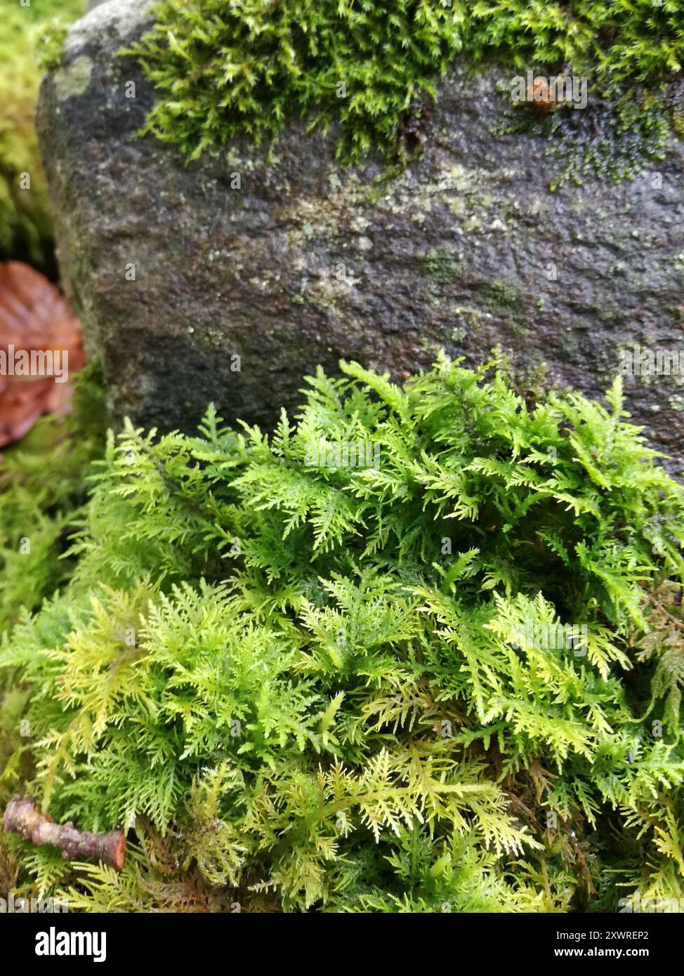 Tamariskenmoos (Thuidium tamariscinum) Plantae Stockfoto