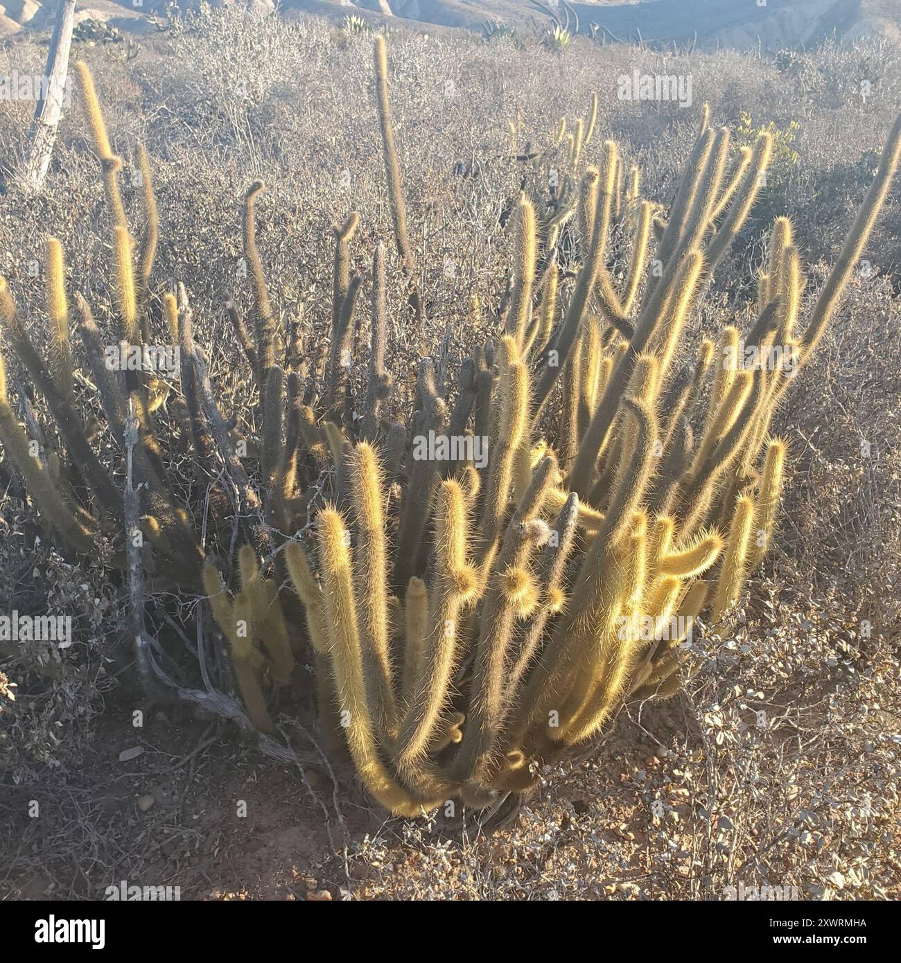 Cereus (Bergerocactus emoryi) Plantae Stockfoto