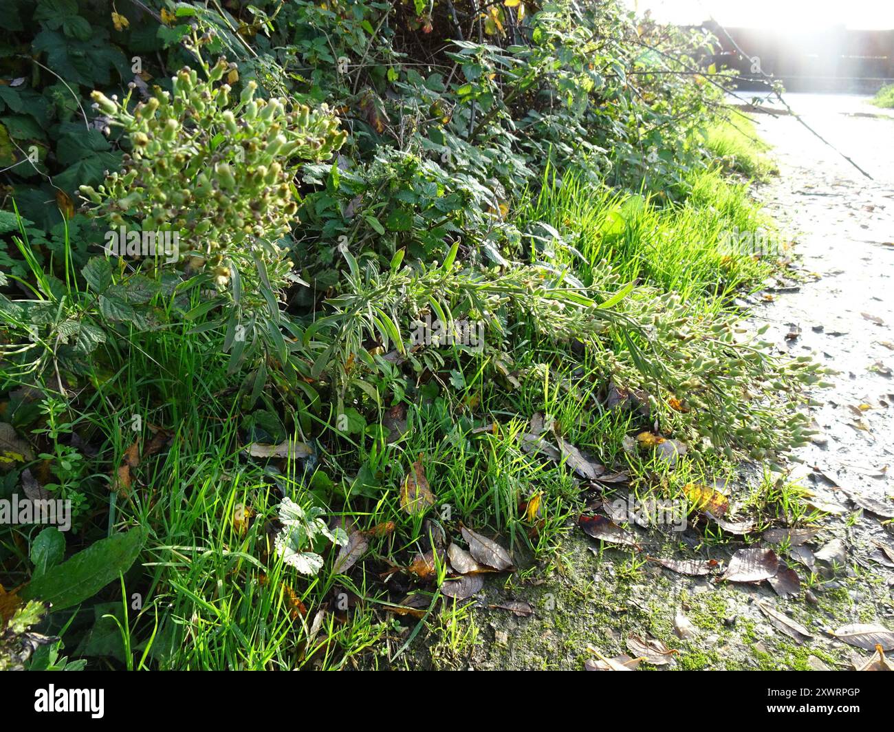 Tropischer Pferdegras (Erigeron sumatrensis) Plantae Stockfoto