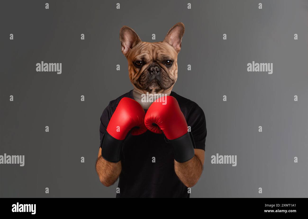 Französischer Bulldog Boxer mit roten Boxhandschuhen in einem Studio Stockfoto
