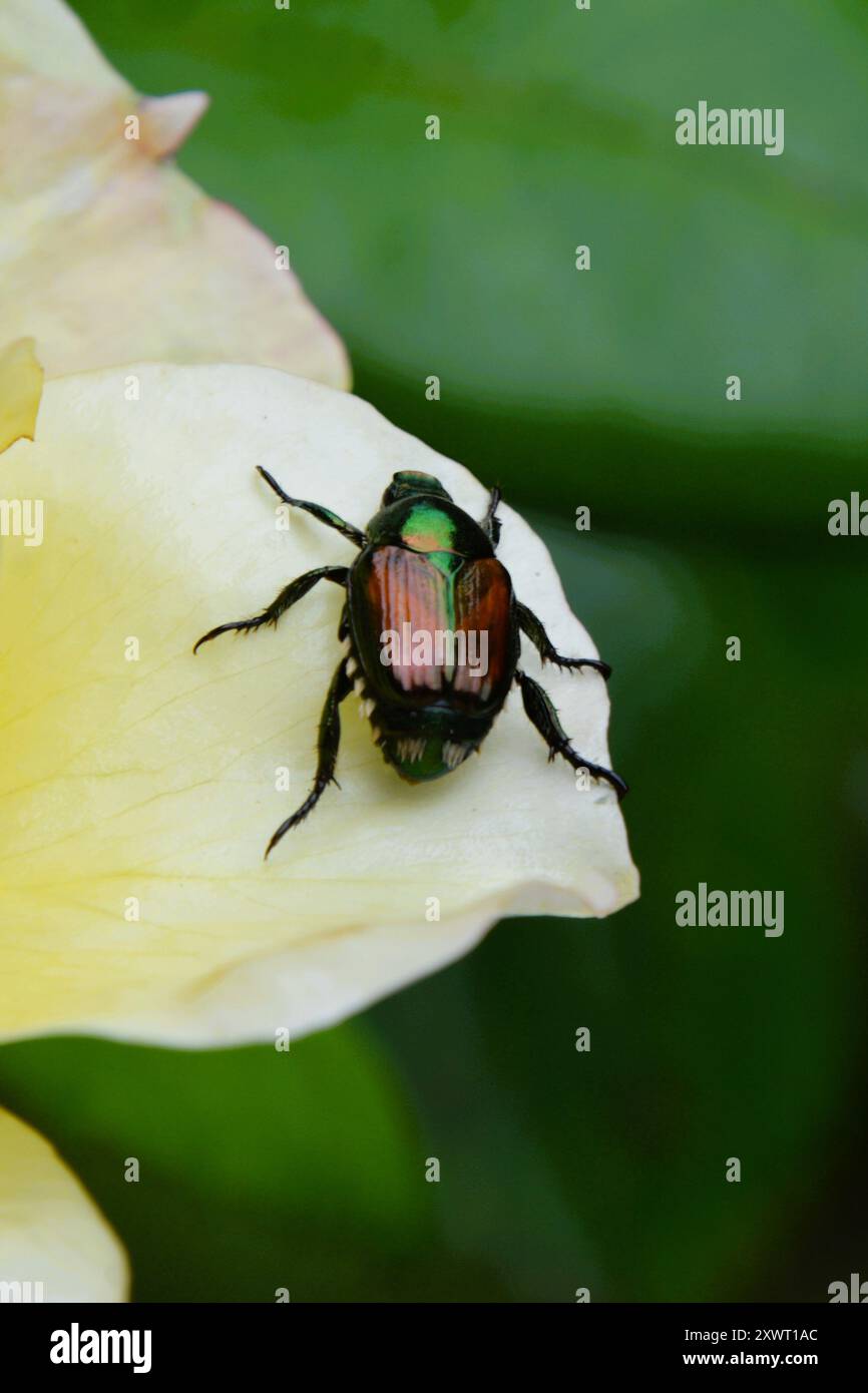 Großaufnahme japanischer Käfer, die die gelben Rosenblätter in einem Rosengarten in Ontario, Kanada essen. Stockfoto