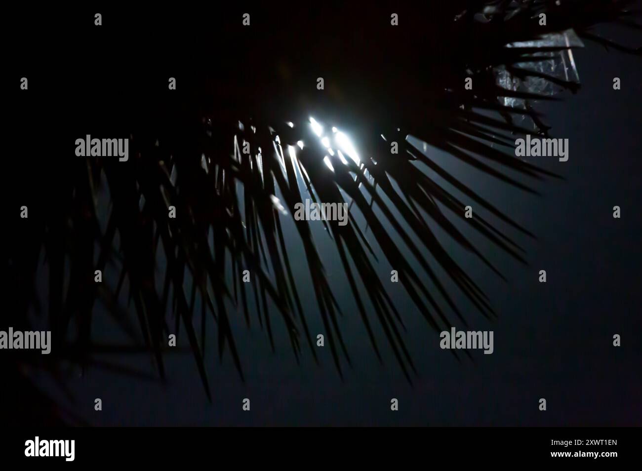 Big Bear Valley, Kalifornien, USA. August 2024. Der Sturgeon Moon beleuchtet die Blattblätter des Joshua-Baumes und hebt ihre einzigartigen Formen vor dem Nachthimmel hervor. (Kreditbild: © Katrina Kochneva/ZUMA Press Wire) NUR REDAKTIONELLE VERWENDUNG! Nicht für kommerzielle ZWECKE! Stockfoto