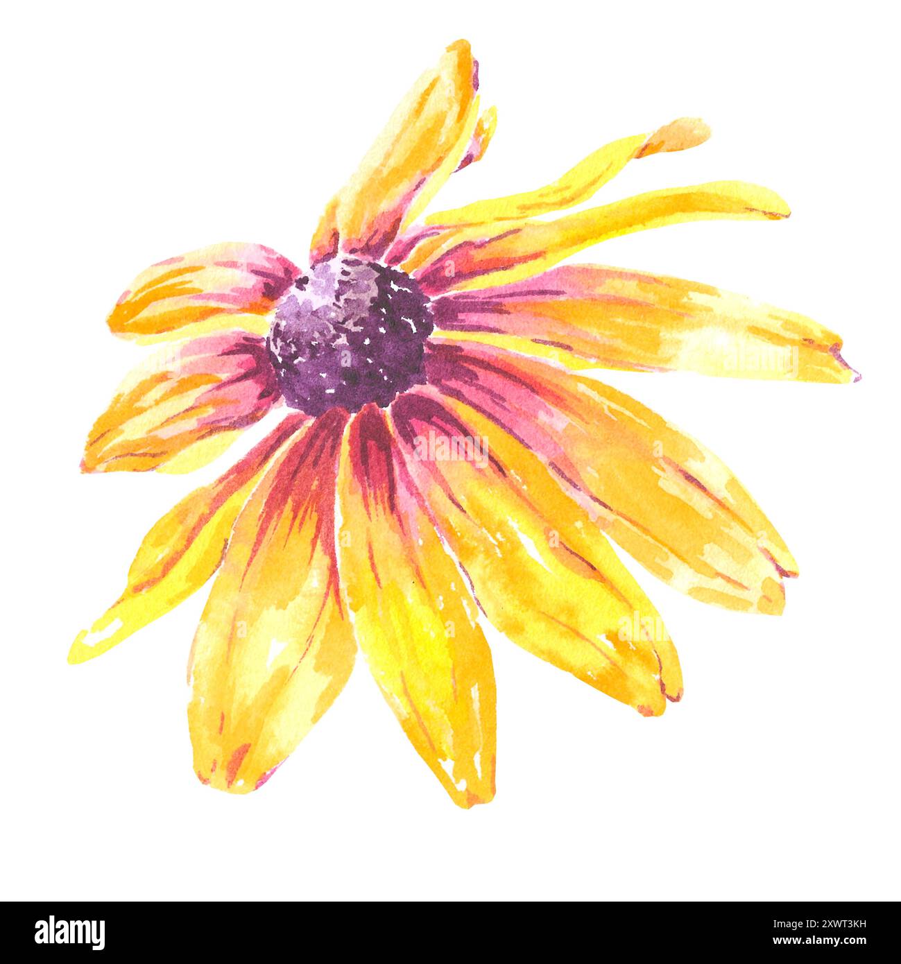 Blume Aquarell Rudbeckia gelb isolierte Illustration Hand gezeichnet für uns im Design Hochzeitseinladung, Postkarte, Muster, Textil, Tassen. Orange Stockfoto