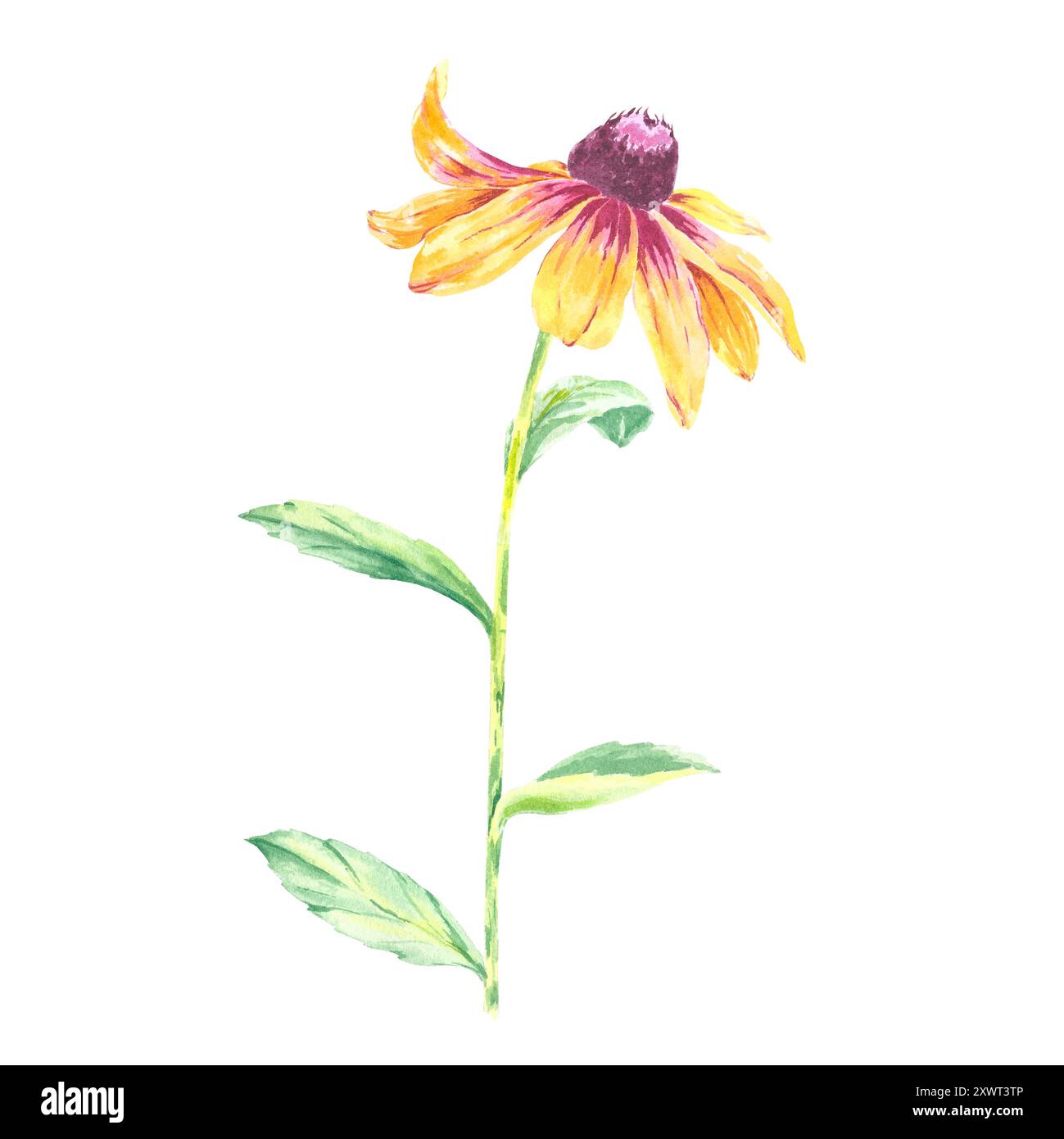 Blume Aquarell Rudbeckia Kamille isolierte Illustration Hand gezeichnet für uns im Design Hochzeitseinladung, Postkarte, Muster, Textil, Artikel. Blätter Stockfoto