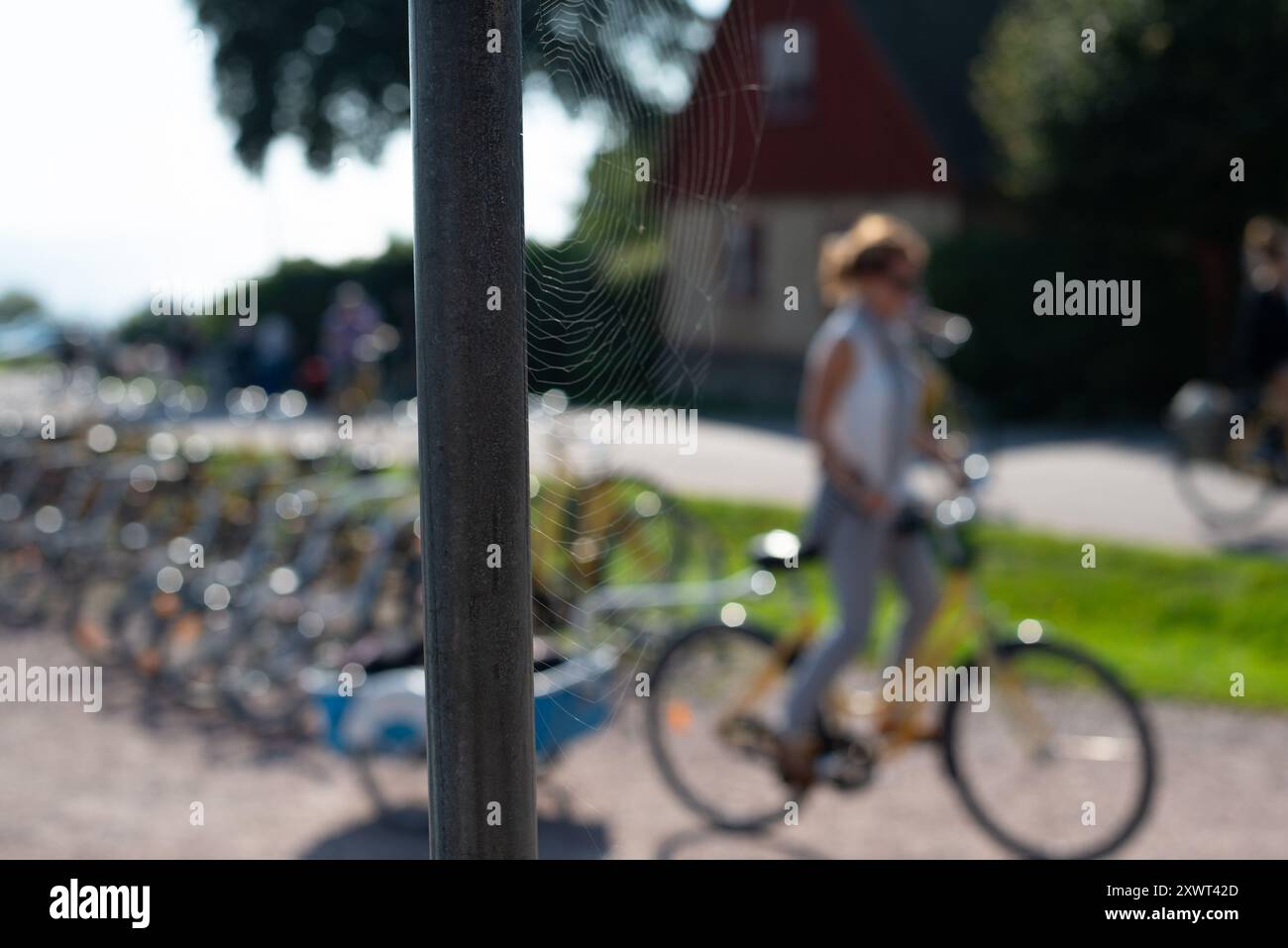 Eine Frau fährt mit dem Fahrrad an einem Spinnennetz vorbei, das an einem sonnigen Tag in Schweden das Gleichgewicht von Natur und menschlichem Leben verkörpert. Der Hintergrund zeigt eine Mischung aus Bäumen und einem alten Haus. Stockfoto