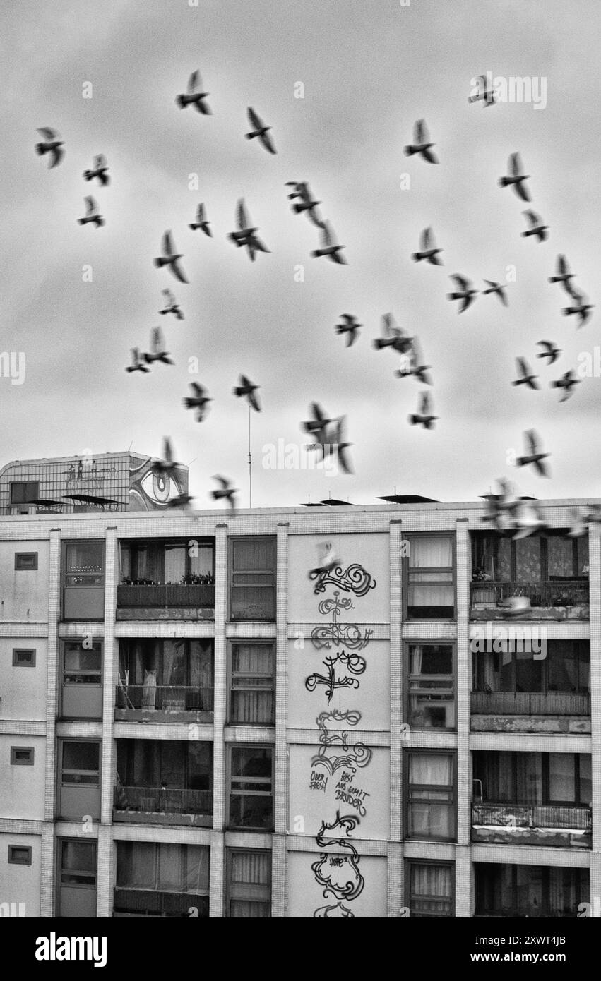 Eine Vogelschar erhebt sich über einem Wohngebäude mit komplizierten Graffitis im Berliner Stadtteil Kreuzberg. Die Szene weckt ein Gefühl von Freiheit und urbaner Erkundung. Stockfoto