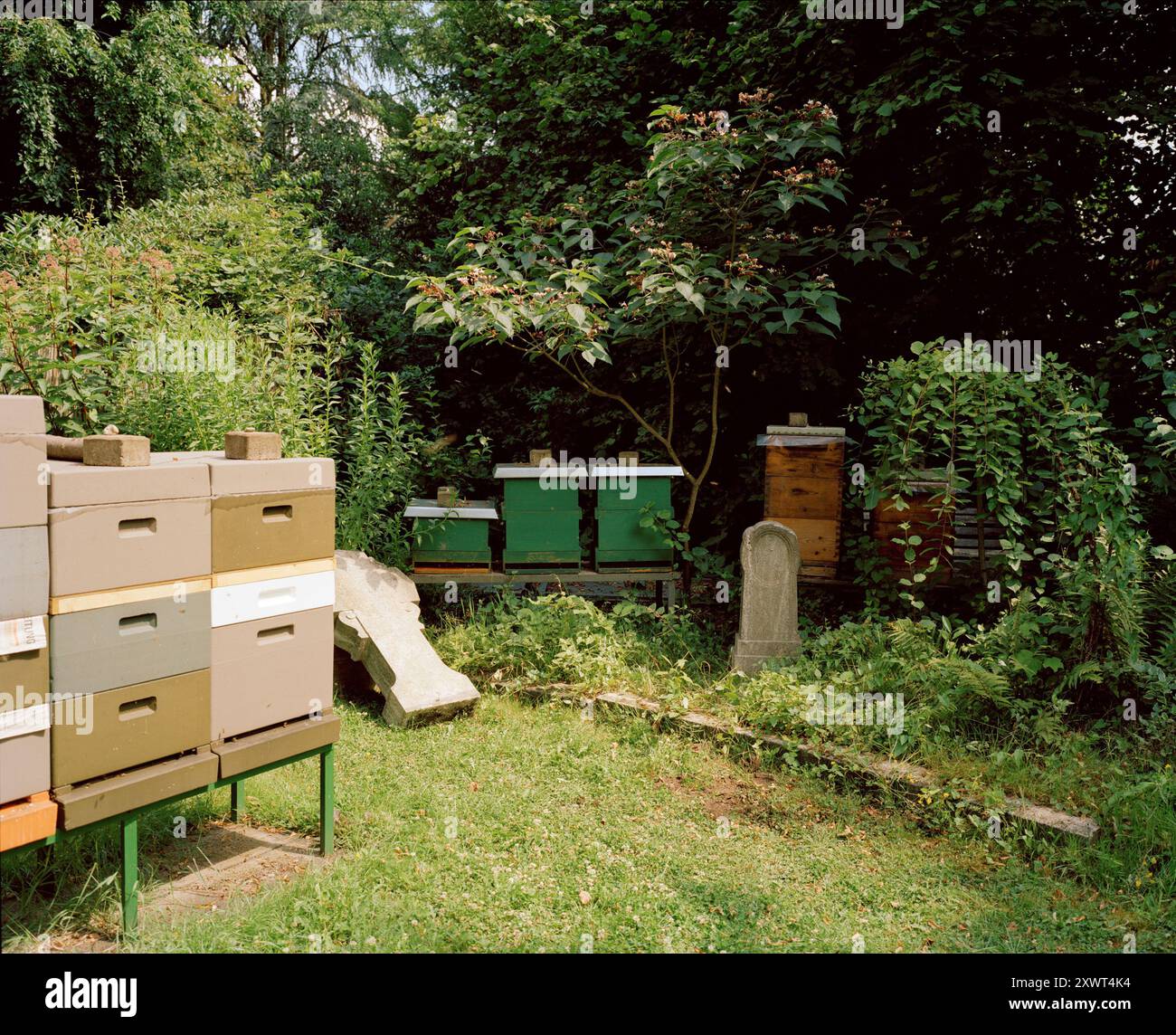 Ein ruhiges Bild von Bienenstöcken in einem Friedhofgarten, das den Zyklus des Lebens symbolisiert. Das üppige Grün und die Grabsteine schaffen eine friedliche und reflektierende Atmosphäre. Stockfoto