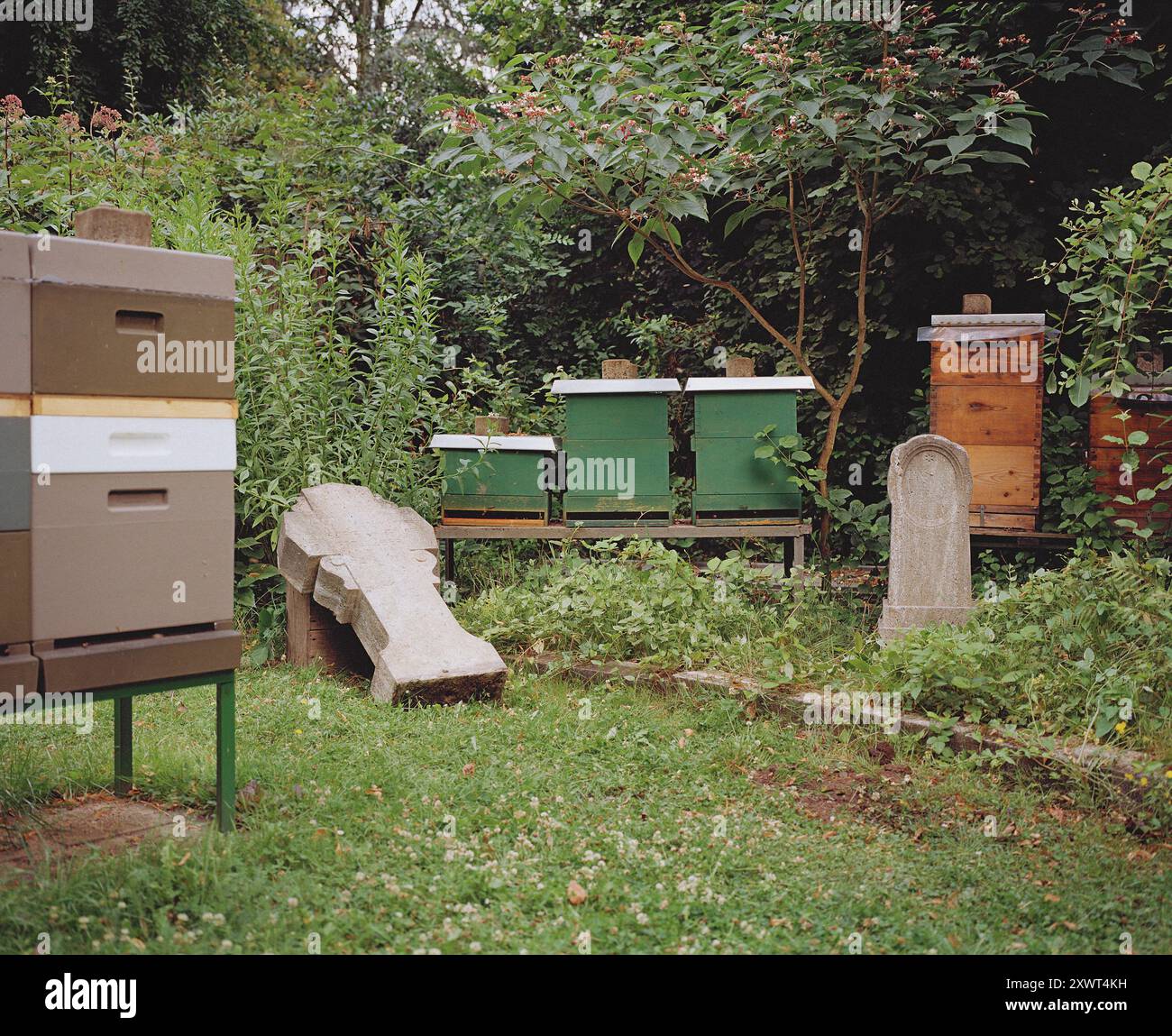 Bienenstöcke in einem üppigen Friedhofgarten neben einem Grabstein. Das Bild stellt die Verbindung zwischen Leben und Tod dar und hebt den Lebenszyklus und die natürliche Welt hervor. Stockfoto