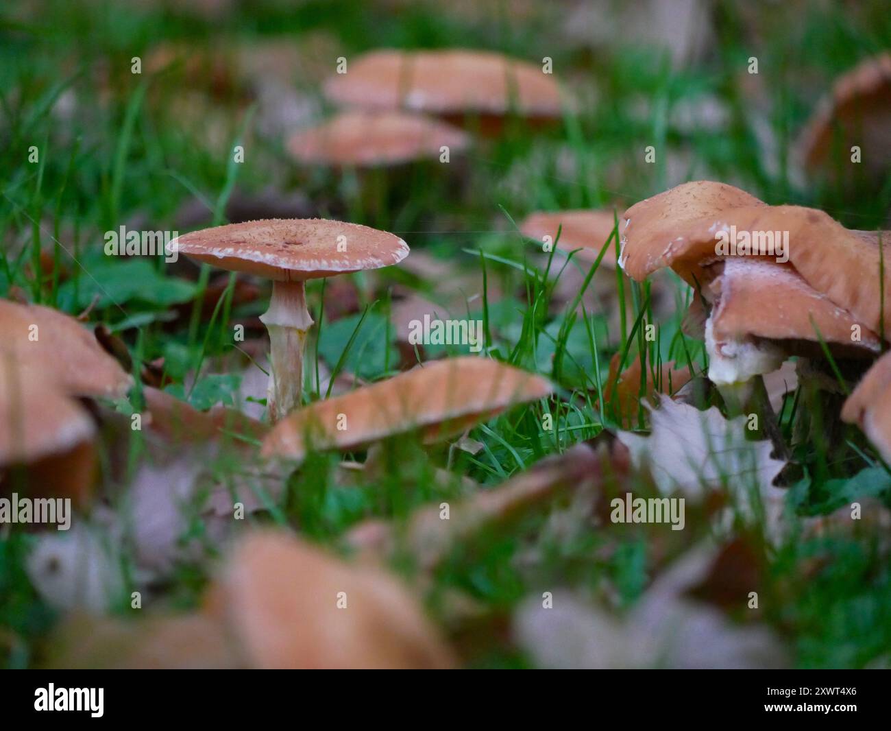 Amanita Fliegenpilze wachsen im Gras zwischen den herabfallenden Herbstblättern. Stockfoto