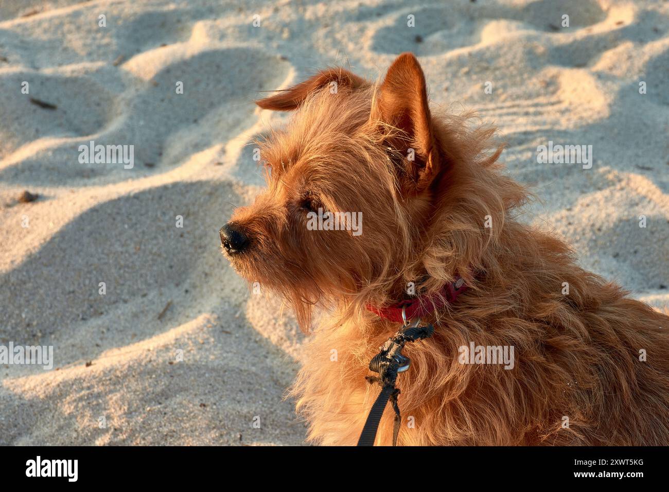 Ein rothaariger Yorkshire Terrier, ihr glänzendes Fell glänzt unter natürlichem Licht. Mit ihren ausdrucksstarken Augen und ihrer lebhaften Persönlichkeit strahlt dieser kleine Hund B aus Stockfoto