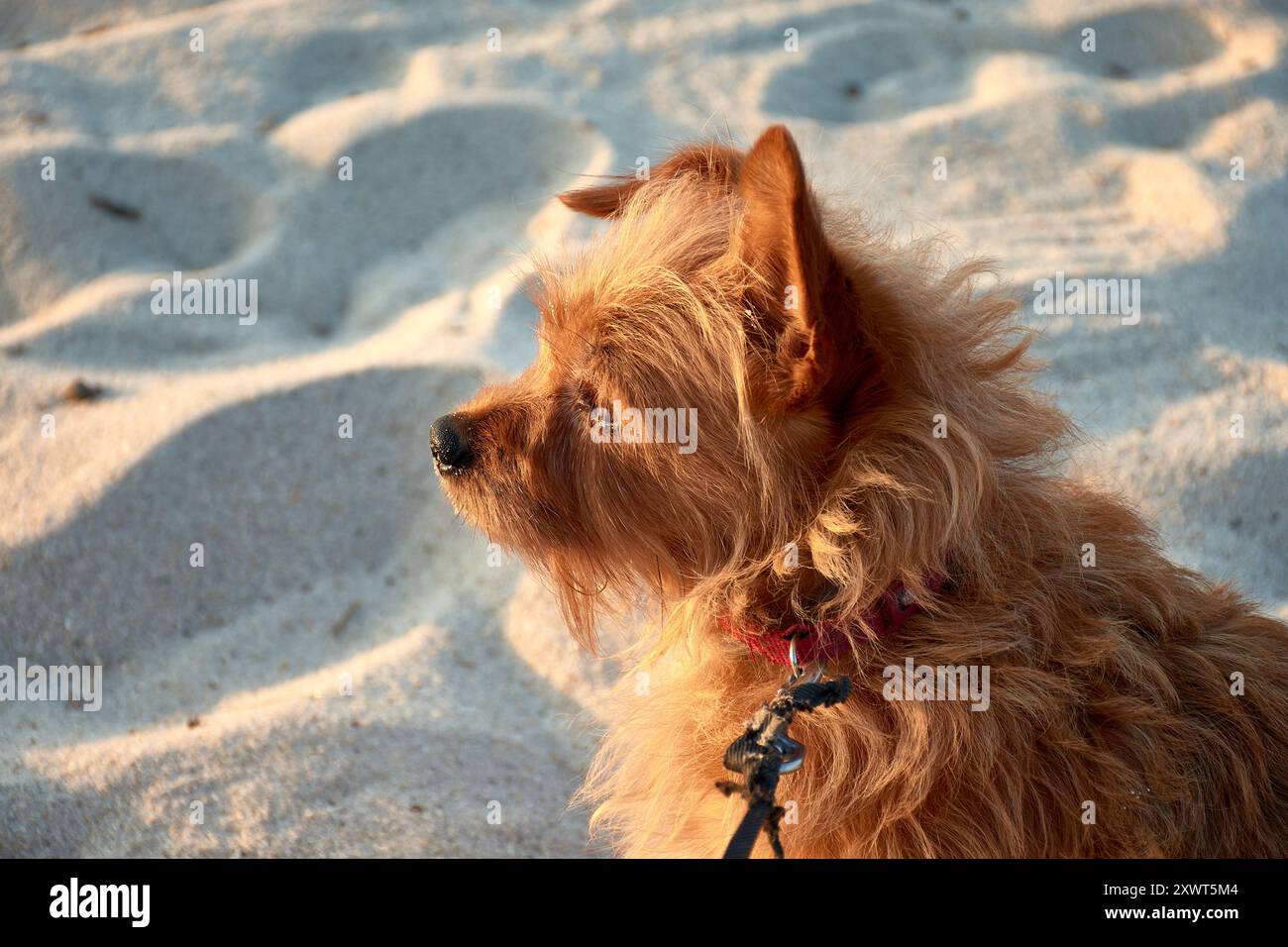 Ein rothaariger Yorkshire Terrier, ihr glänzendes Fell glänzt unter natürlichem Licht. Mit ihren ausdrucksstarken Augen und ihrer lebhaften Persönlichkeit strahlt dieser kleine Hund B aus Stockfoto