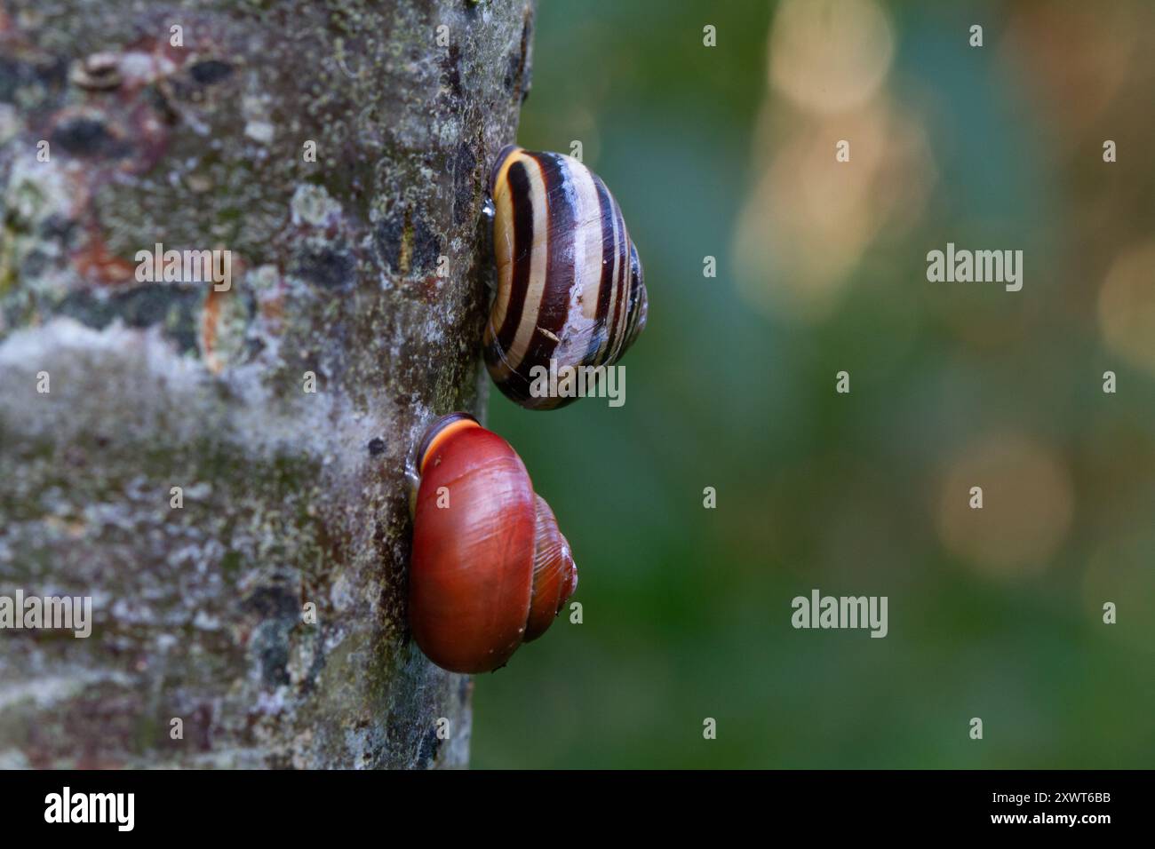 Polymorphismus: Zwei Grove-Schnecken mit völlig unterschiedlich gefärbten Schalen auf einem Baum Stockfoto