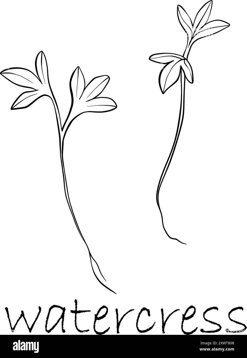Eine einfache und saubere Vektor-Illustration von Brunnenkresse Microgreens, die die empfindlichen Blätter und Stiele zeigt, ideal für den Einsatz in botanischen Studien Stock Vektor