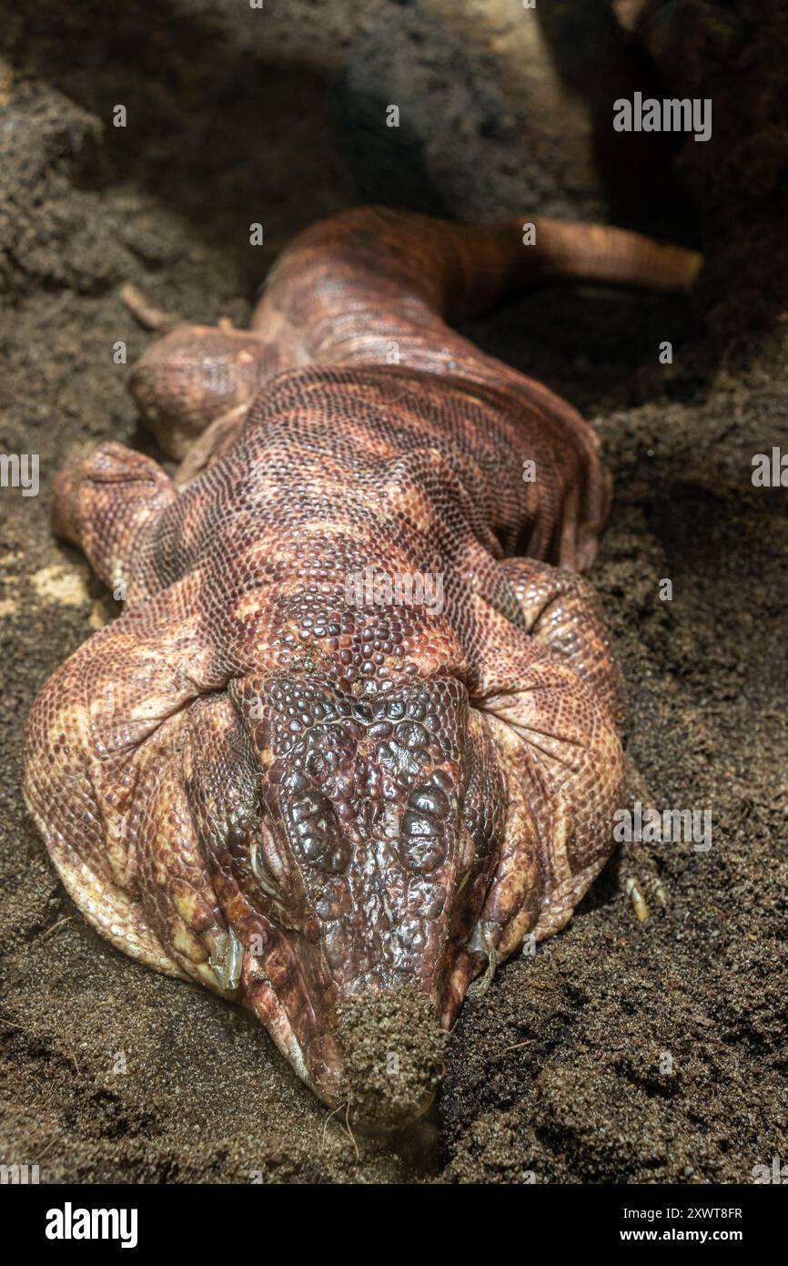 Das Red Tegu Reptil - Salvator rufescens, auf dem Boden liegend mit Ton auf der Nase Stockfoto