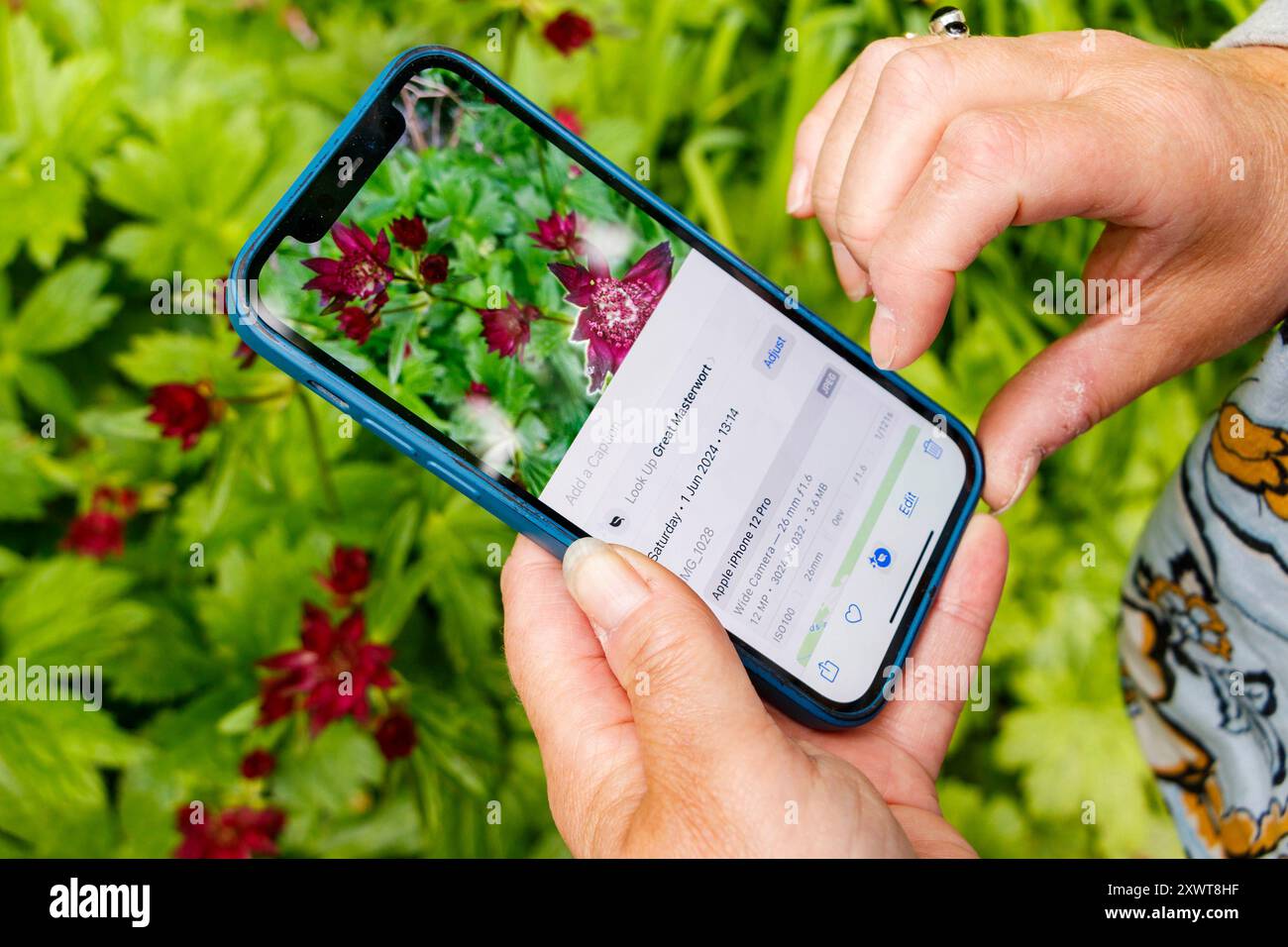 Frau mit iphone Smartphone Handy mit Pflanzen Identifikation App vor Blumen Stockfoto