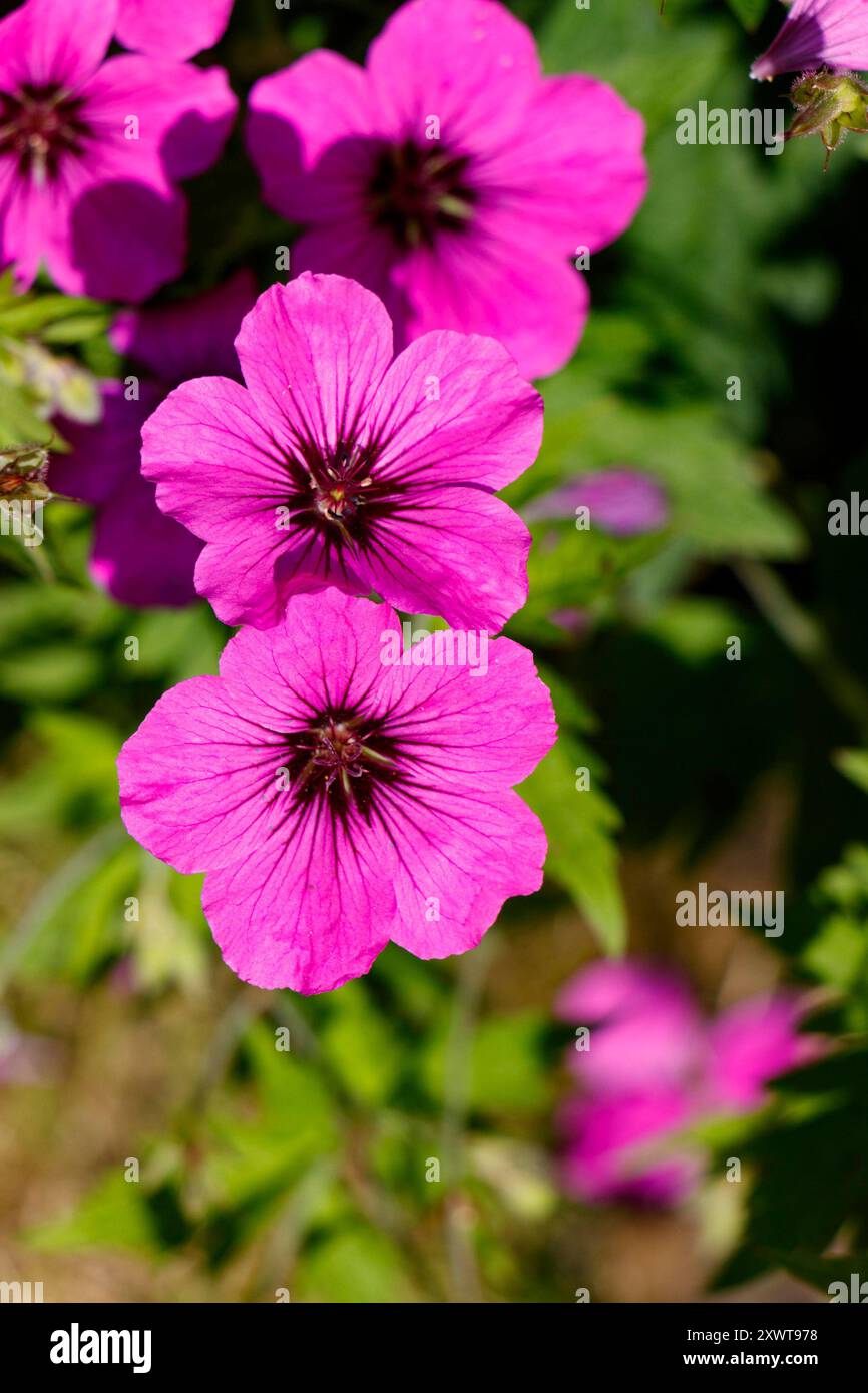 Nahaufnahme von leuchtenden rosafarbenen Geranienblüten mit detaillierten Blütenblättern und üppig grünen Blättern Psilostemon Stockfoto