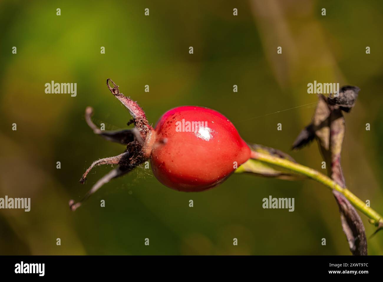 Nootka Rose, Rosa nutkana, mit Obst im Bottle Beach State Park, Washington State, USA Stockfoto