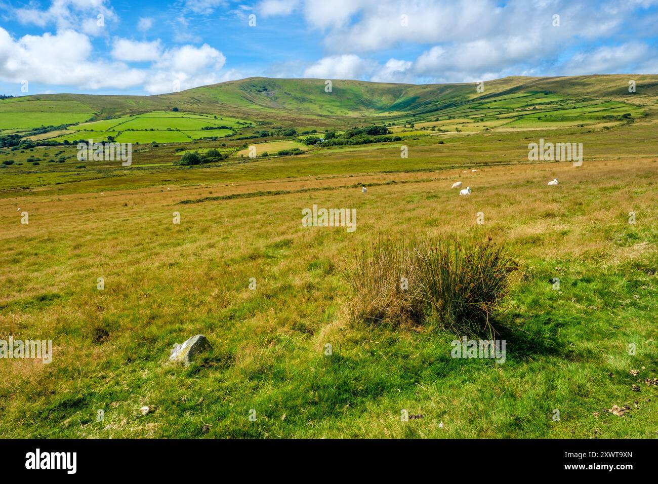 Foel Cwmcerwyn, der höchste Punkt im Mynydd Preseli ( Preseli Hills ) in Pembrokeshire, West Wales Stockfoto