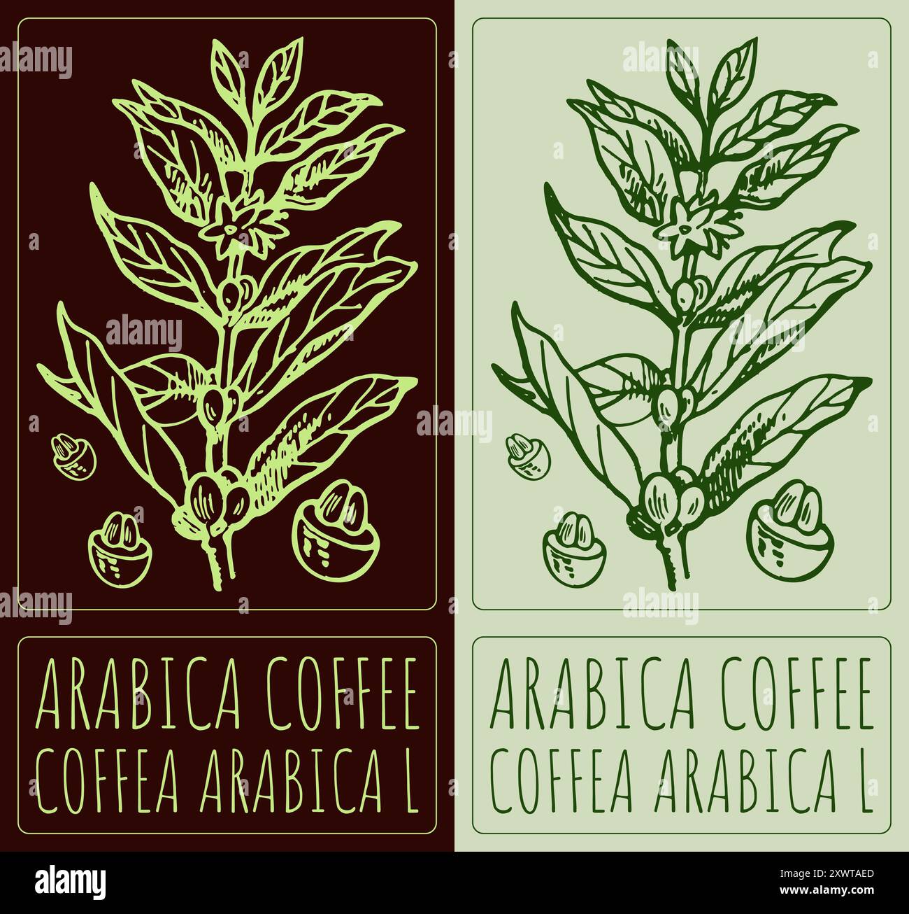 Vektorzeichnung ARABICA-KAFFEE. Handgezeichnete Abbildung. Lateinischer Name ist COFFEA ARABICA L. Stock Vektor