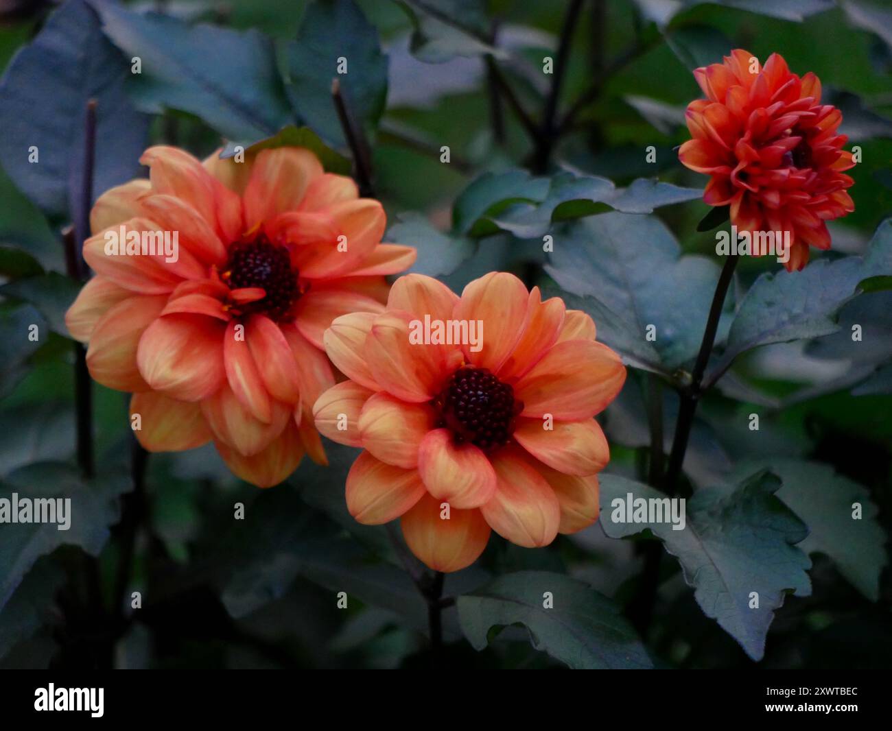 Orange Dahlienblüten wachsen im Garten. Anbau herbstlicher Dekorblumen. Hintergrund. Stockfoto